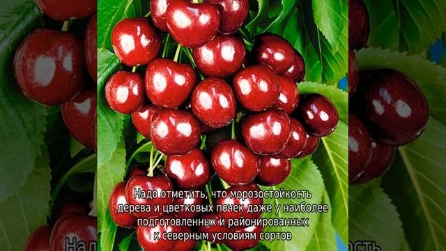 Черешня морозостойкая