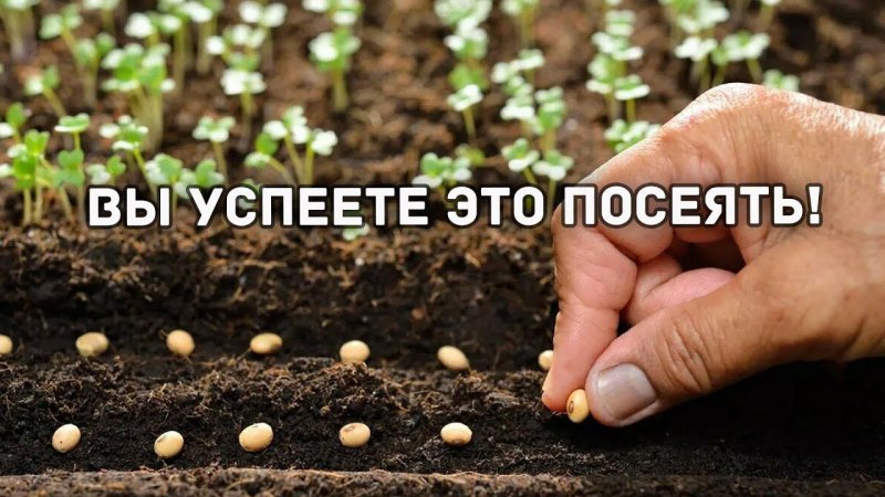 Вы успеете это посеять