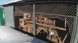 Вольер с фазанами. Чем кормить фазанов в домашних условиях