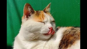 Б  Заходер  Кискино горе Плачет киска в коридоре... #стихидлядетей #поэты20века