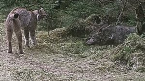 ВОЛК и РЫСЬ схлестнулись в ожесточенной схватке  Неожиданный финал