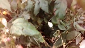 Малина Бабье лето на 8 сентября.