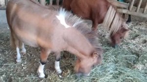 Ферма пони. Австрия. Маленький пони. Катание на пони. Лошади. Конный спорт. Little pony