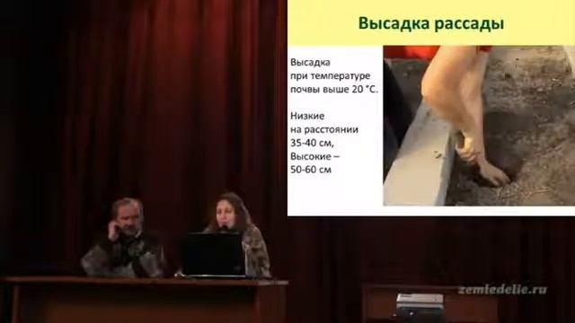 Выращивание баклажанов