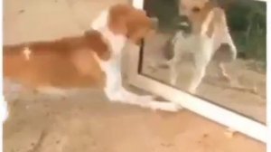 Собака против собаки