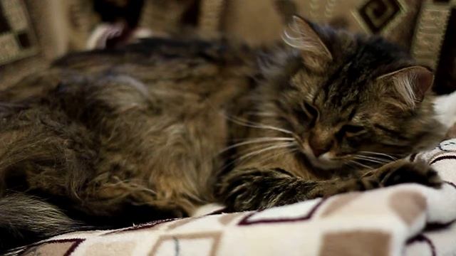 Савка зевает. Тест видео Canon 500d в помещении. ISO 1600 смотреть онлайн