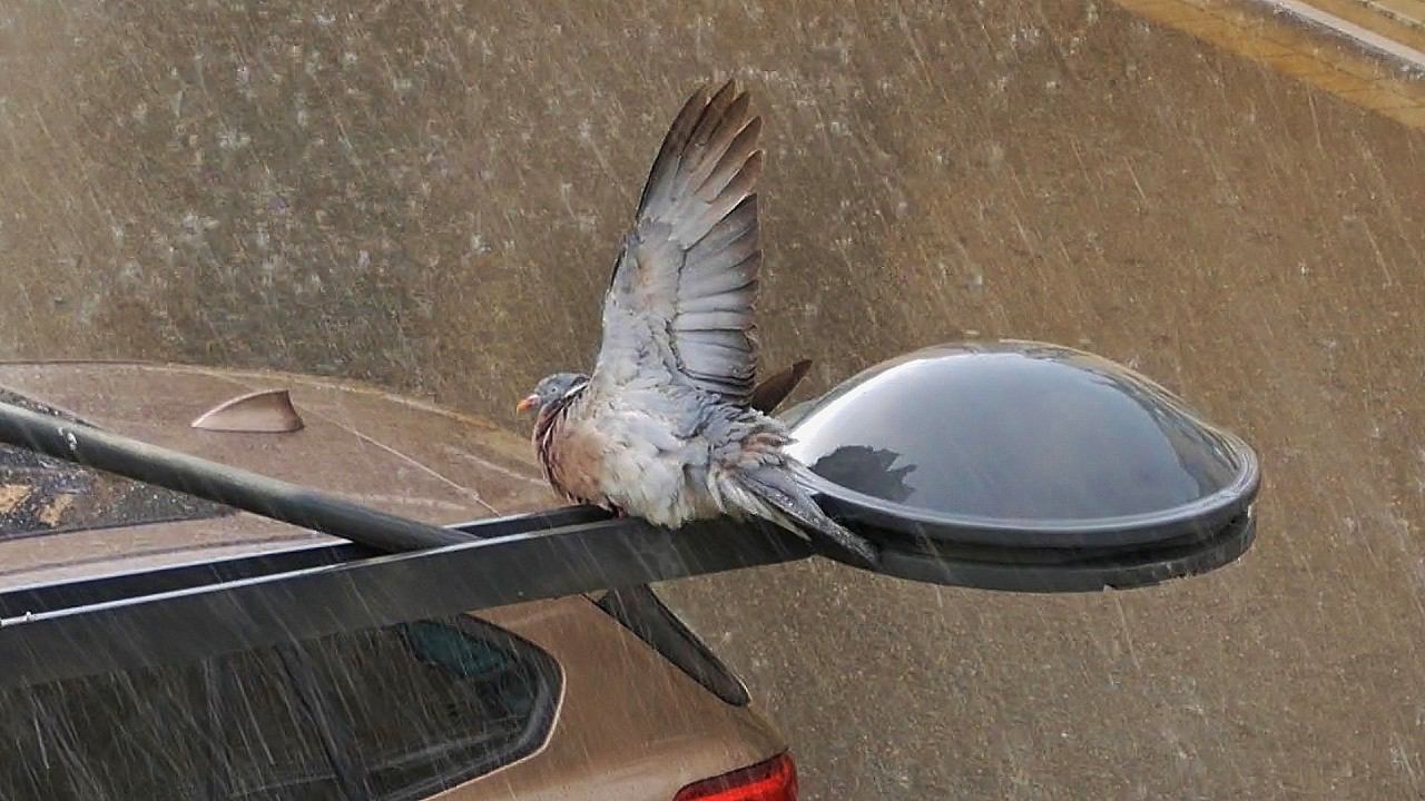 как голубь подмышки мыл