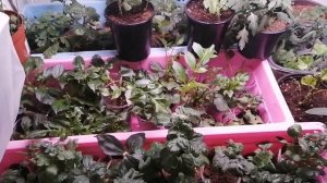 результаты осеннего черенкования ГЕОРГИН дома !