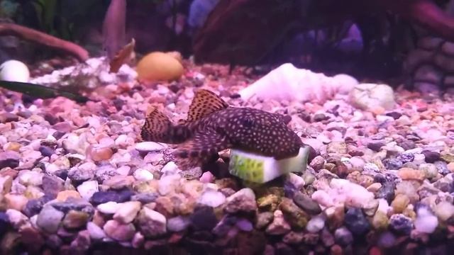 Сомики анциструсы и другие обитатели аквариума. смотреть онлайн