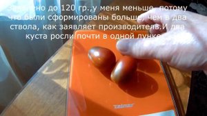 ТОМАТ ЧЕРНОСЛИВ. 2020