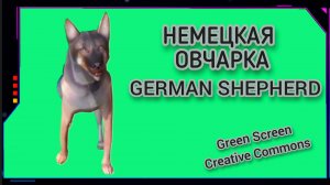 Немецкая овчарка видео Green Screen футаж Хромакей анимация на зелёном фоне