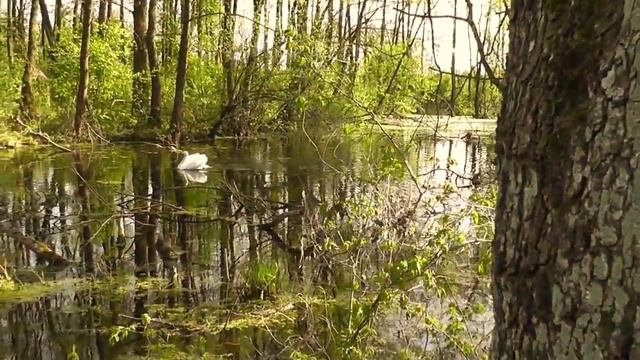 Пара лебедей обжила старицу в Домачево смотреть онлайн