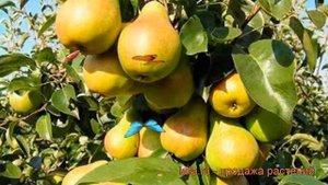 Груша плодовая Скороспелка из Мичуринска ? обзор: как сажать, саженцы, крупномеры груши
