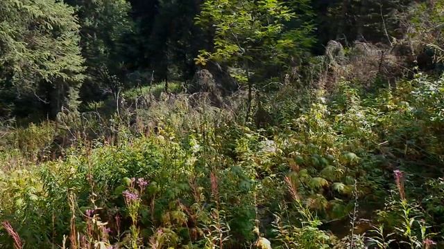 Поляна Терра | Ведьмин ручей | Алма-Арасан | Ущелье Проходное смотреть онлайн