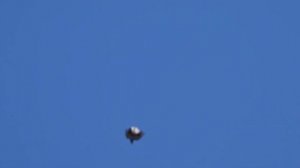 Голуби серпастые СВГ 28.04.2019