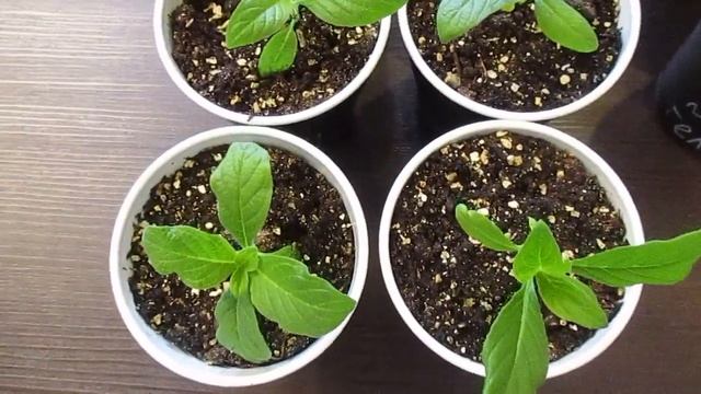 Рассада гелиотропа на 29 день после всходов.14.02.2019 смотреть онлайн