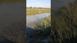 Ягдтерьер. Охота на утку