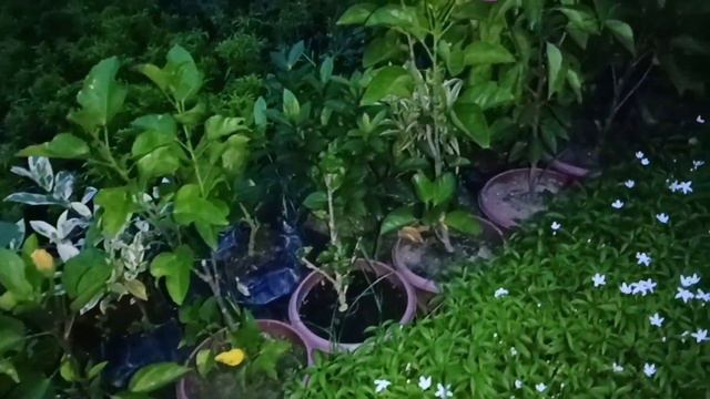 Plant Nursery Visit ll Flowers & All types of Trees ll Plants price With name смотреть онлайн