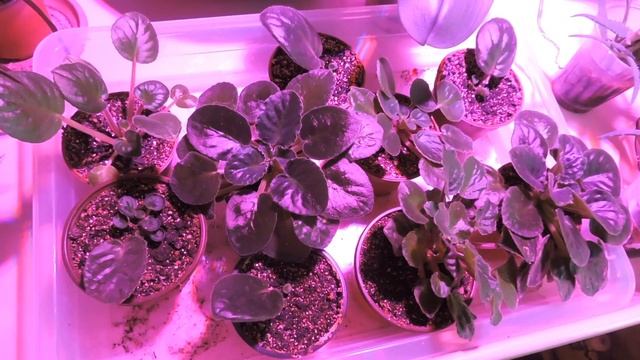 ПОДГОТОВКА В РАССАДНОМУ СЕЗОНУ | 2019 смотреть онлайн