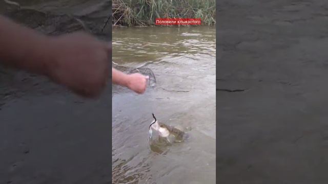 отличное время для ловли судака в Астрахани