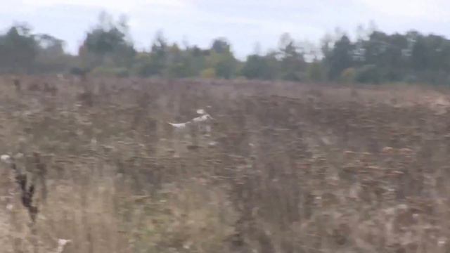 Охота на фазана смотреть онлайн