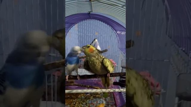 Волнистый попугай кормит кореллу (или наоборот, подскажите пожалуйста)