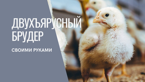 Обзор двухярусного брудера для цыплят Своими руками.