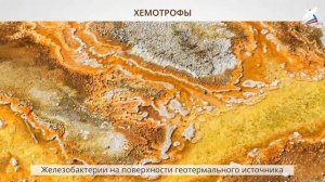 Экосистемный уровень организации жизни. Естественные и искусственные экологические системы