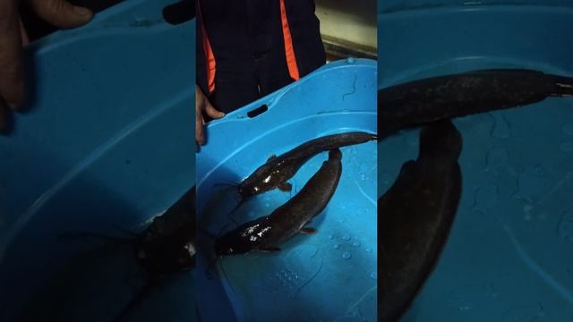 Сомовая ферма в п. Беседа