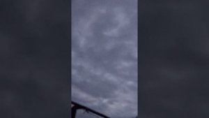 Бойные голуби 8-962-272-84-15 Тульская обль. Вкл свет чтобы посадить