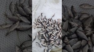 ловля малька карася для зарыбления