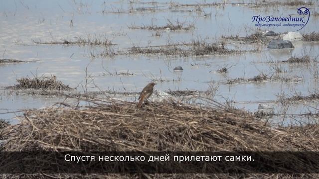 Знакомим с птицей. Горихвостка сибирская