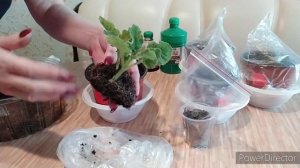 Посадка клубней Глоксиний