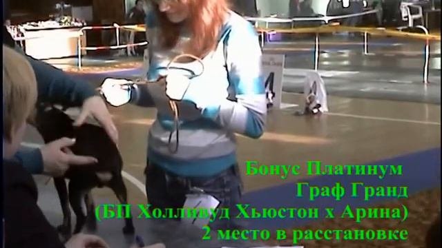 монопородная выставка цвергпинчеров