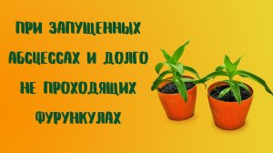 При запущенных абсцессах и долго не проходящих фурункулах.mp4