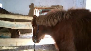 приручение дикой лошади