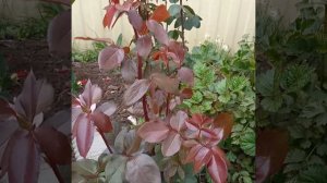 Роза Клэр Остин и Милки Вэй в сентябре