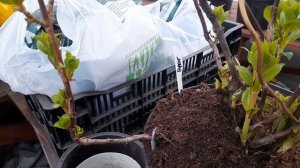 Самый простой способ размножения гортензии!👆Отводками!👆🌿🌿🌿