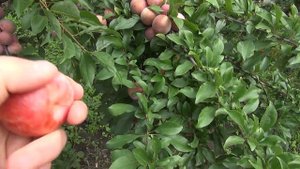 Плуот Флейвор Супрім