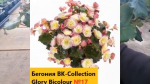 Любимая Бегония отцвела, что делать, как сохранить? Беллекония, Элатиор, Клубневые сорта.