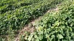 Универсальный огурец Кассиус. Радует не только в теплицах, но и в открытом грунте!