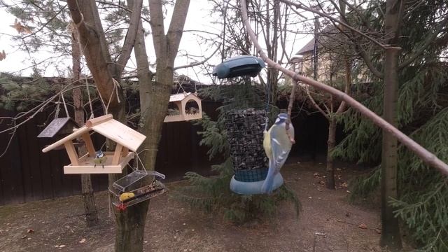 Сколько едят синицы за день /эксперимент с большими синицами и воробьями. смотреть онлайн