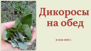 Дикоросы на обед 31 мая 2016