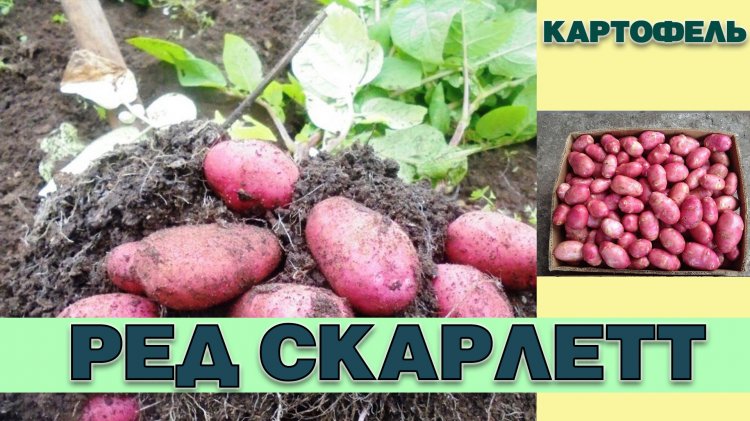 Схема посадки картофеля ред скарлет