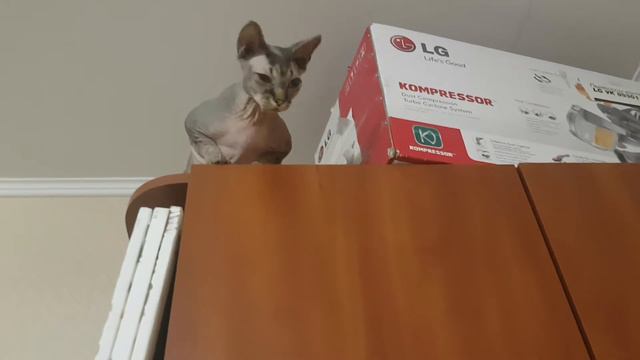 Сфинксы любят высоту)))