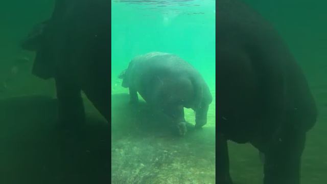 Hippopotamus Under Water at Dubai Safari in the UAE