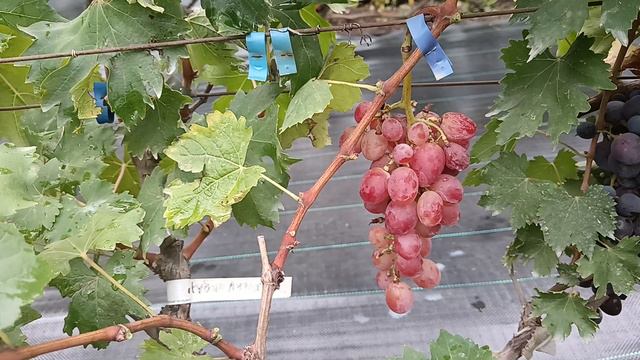 Виноград Елена Старобельская, виноградник Король В. Н. г.Краснодар Slava.King2007@mail.ru смотреть онлайн