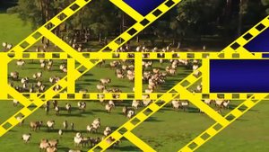 Песни нашей юности лошади в океане