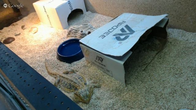 Террариум с бородатыми агамами 19 смотреть онлайн