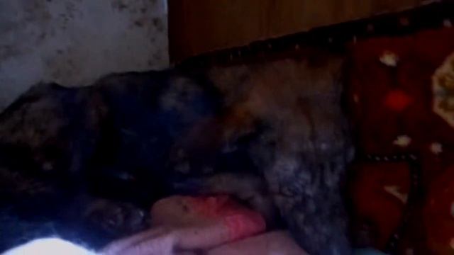 Собака с демодекозом с Колобова. смотреть онлайн